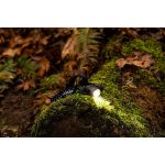 COAST 2000 Lumens Rechargeable Pure Beam Focusing LED Headlamp Black - Image 2