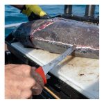 Black Magic Thin Blade Fillet Knife Orange 20 cm - Image 2